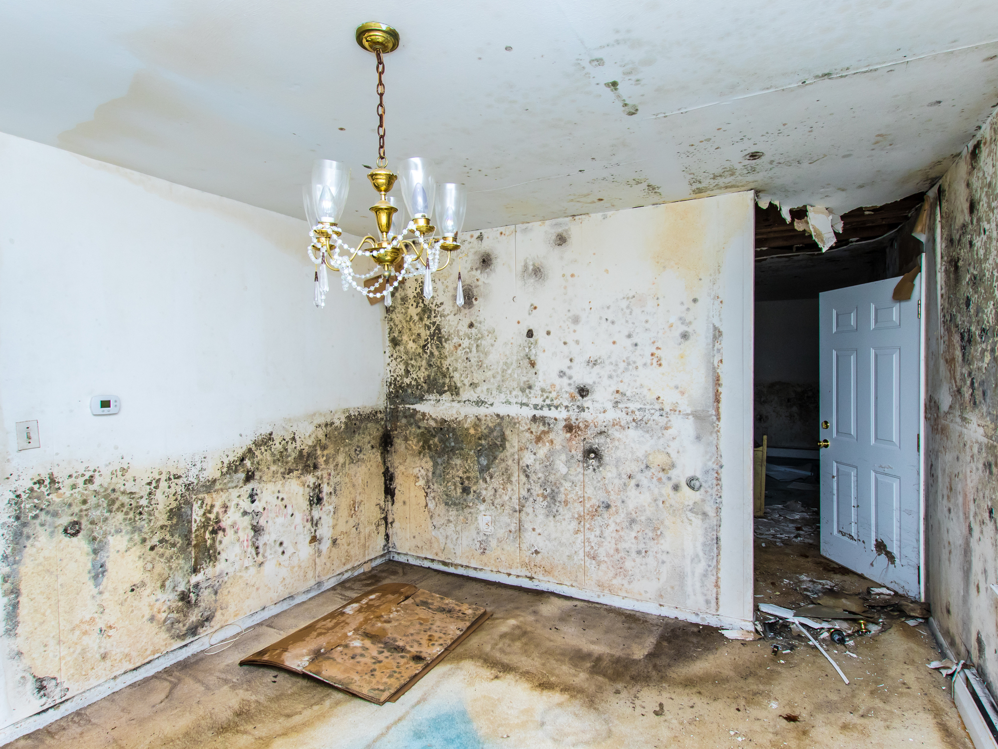 Can Food Mold Lead to Mold Growing in Your House?